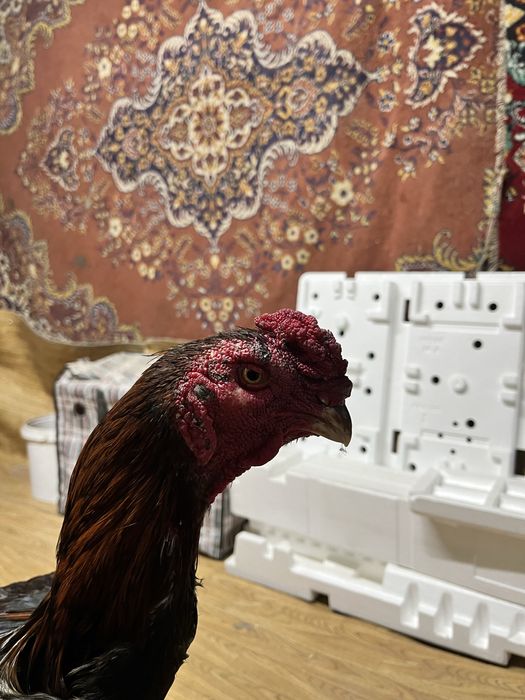 Чолпан микс попугай