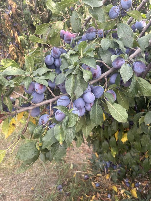 Prune pentru borhot / țuică