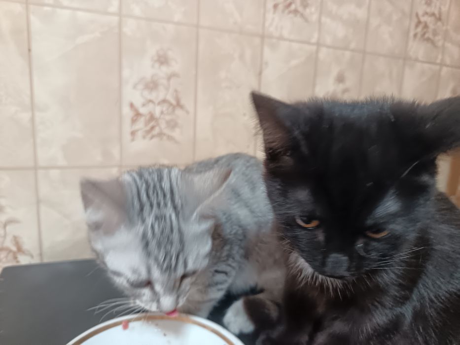 Котята в добрые руки
