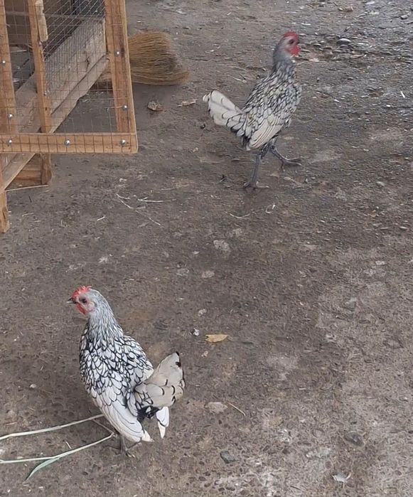 Продам или обменяю сибрайт серебро