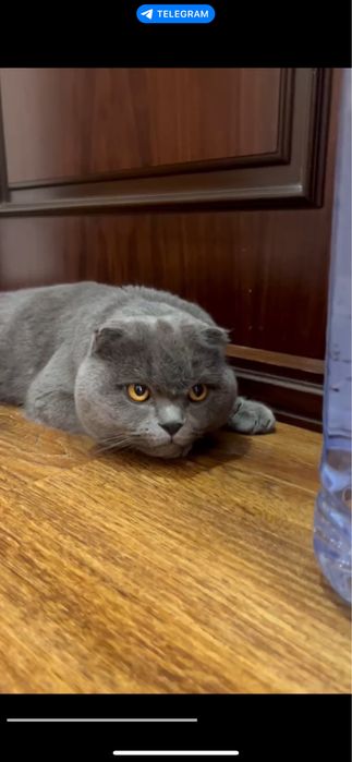 Scottish fold Mushuk sotiladi!