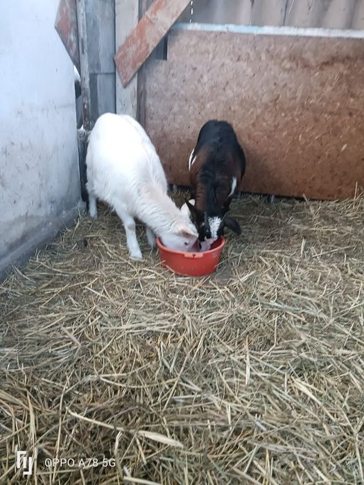 Ешкі пародист сатыларды