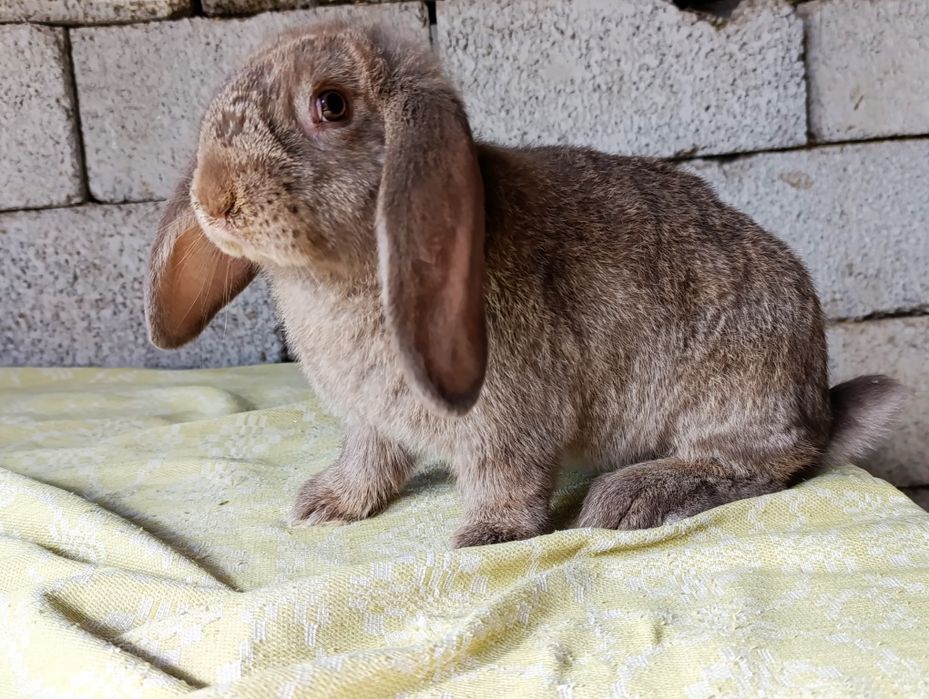 Кролики породные