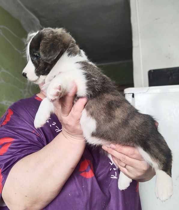 Милые малыши вельш корги