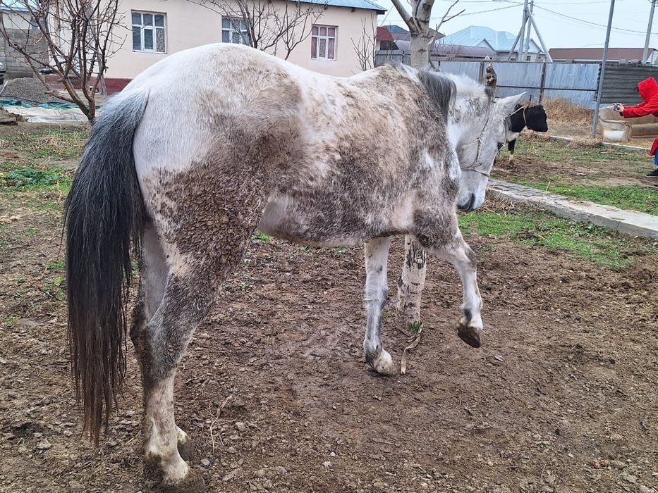 Бордақы үш ай байланған бие