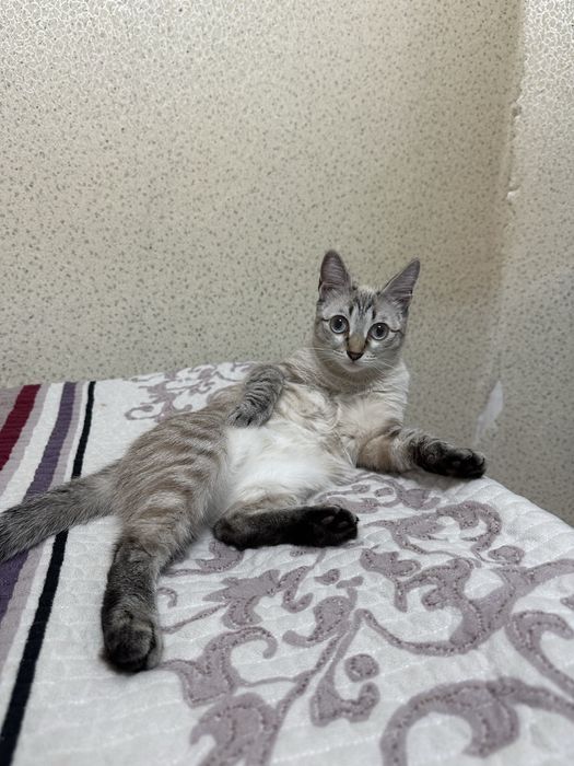 Кошка на вязку бесплатно