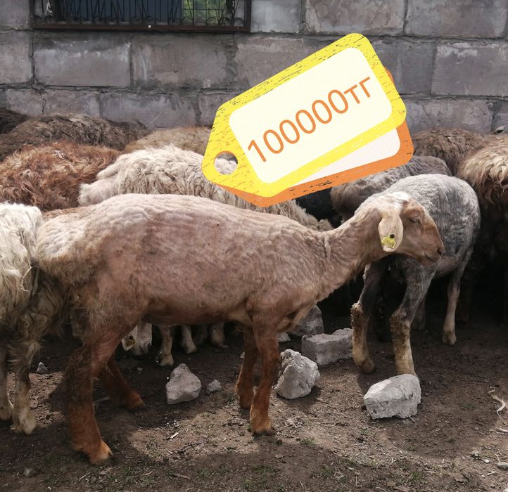 Продам баран на мясо