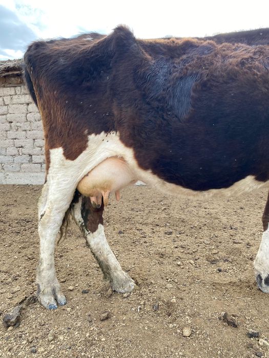 Продам корову с теленком