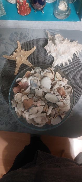 Продам ракушки натуральные