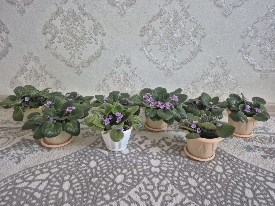 Продам комнатные фиалки