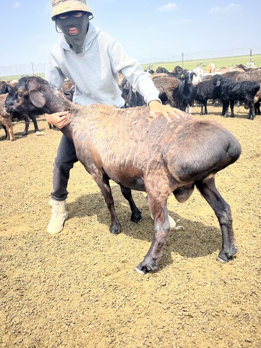 Қисары қошқар ұрықтықа