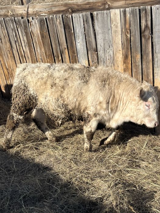 Продам бычков 13 голов