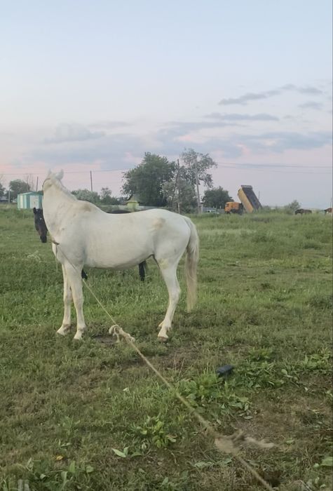 Лошадь кабыла породистая