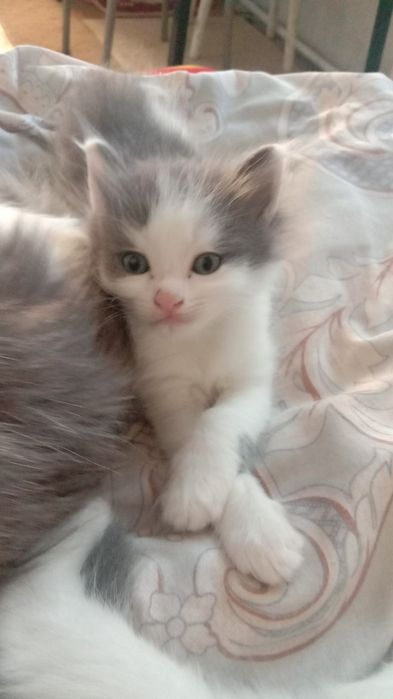 Отдам добрые руки котенка