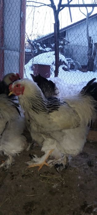 3 cocoși disponibili