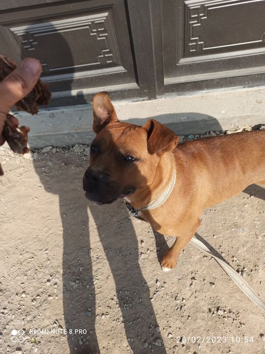 Стаффордширский бультерьер