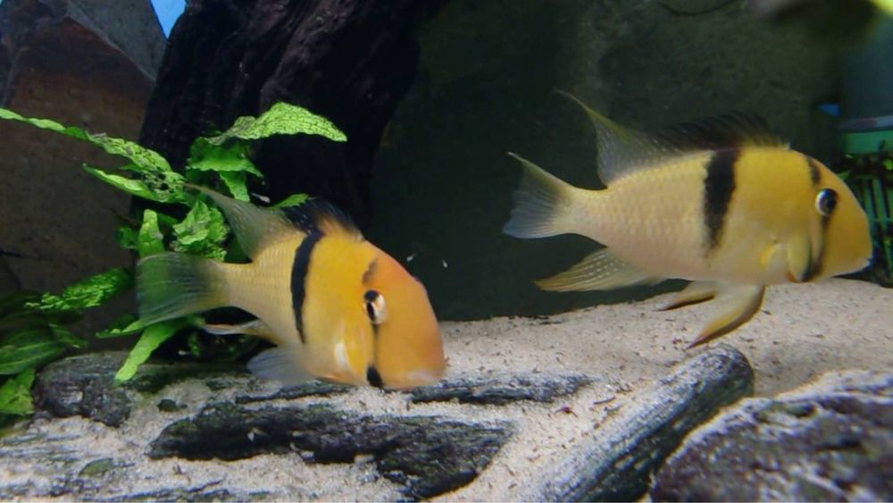 Гвинакара гейи 10+ см