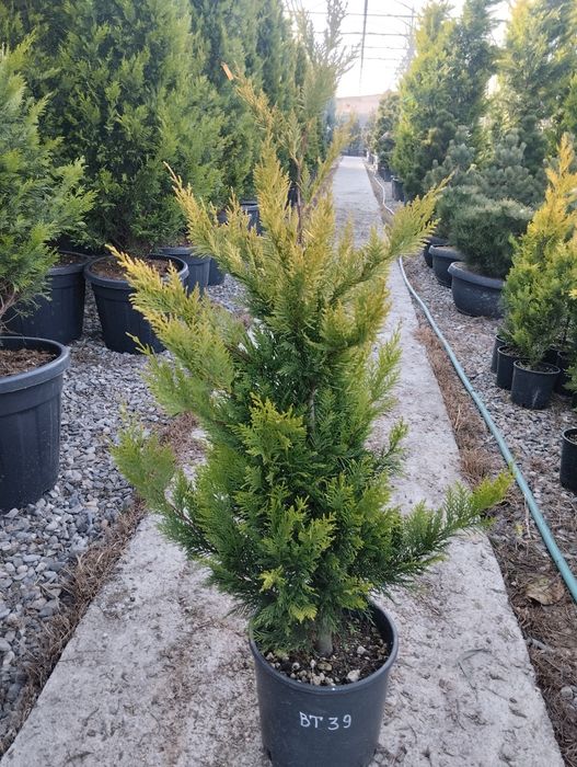 Archa kiparis va Gold Raydor 1 mer