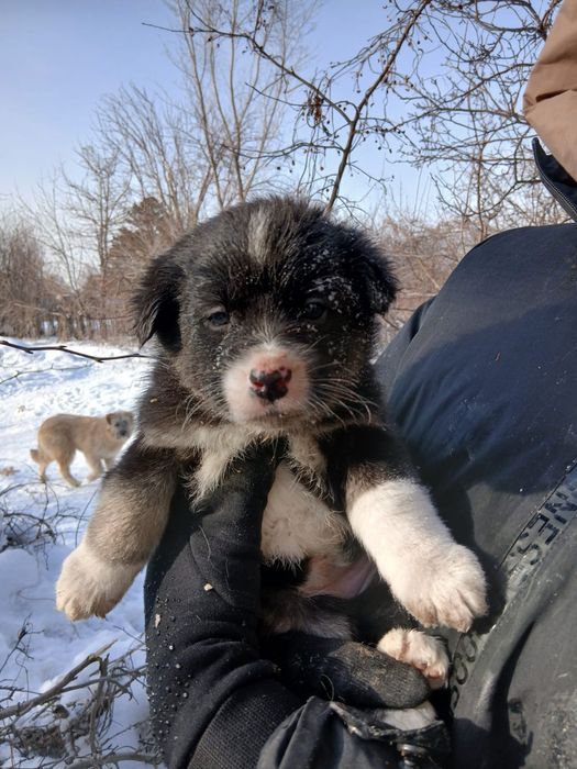 Щеночки в добрые руки