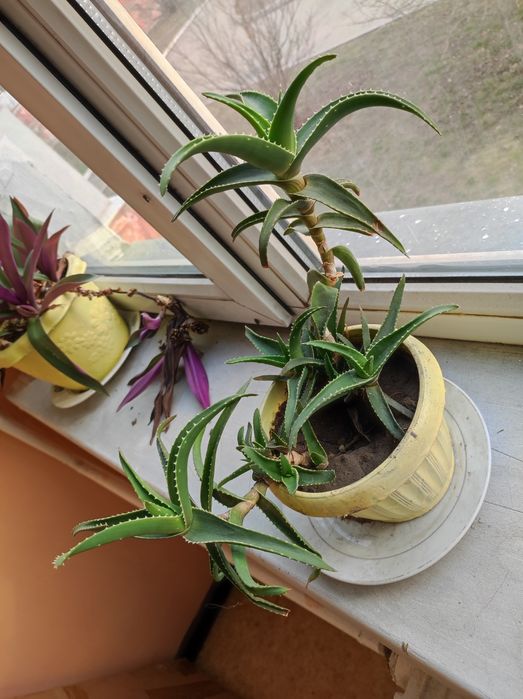 Комнатные цветы дешево