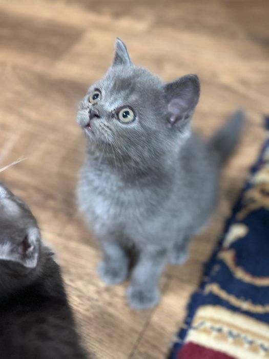 Scottish highlend va British fold bolalari