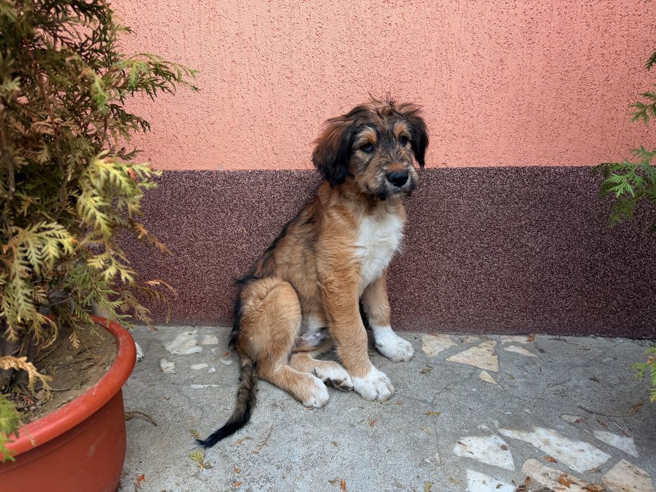 Vand pui de catel de talie mare