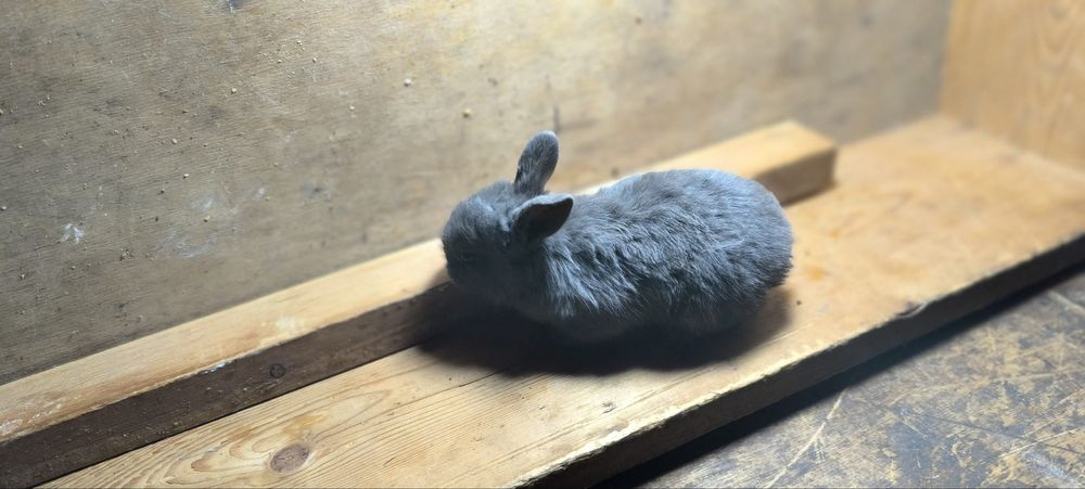 Har xil turdagi quyonlar bor SOTILADI