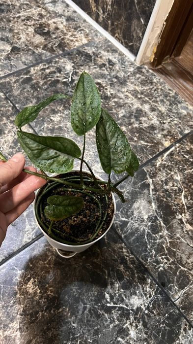 Монстера сильтепекана