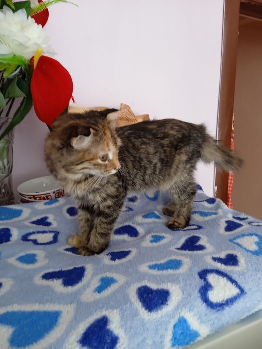 Катята девочки и мальчики