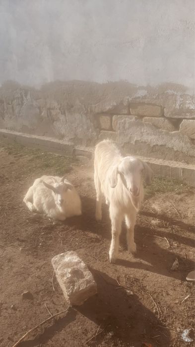 Семіз теке сатылады