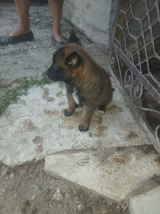 Белгийска овчарка