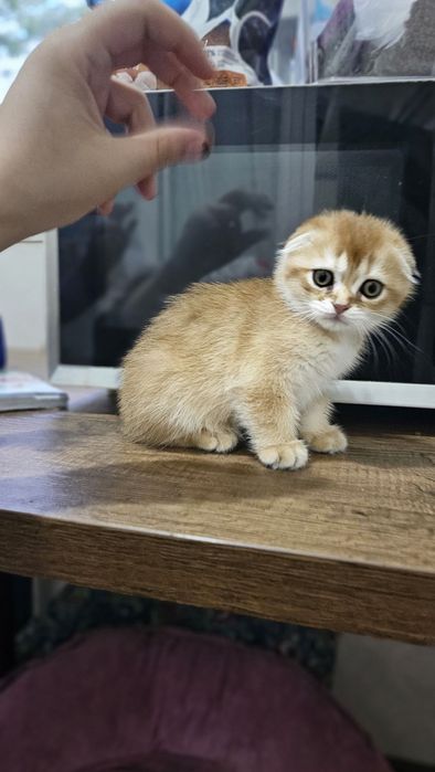 Скоттиш фолд золотая шиншила