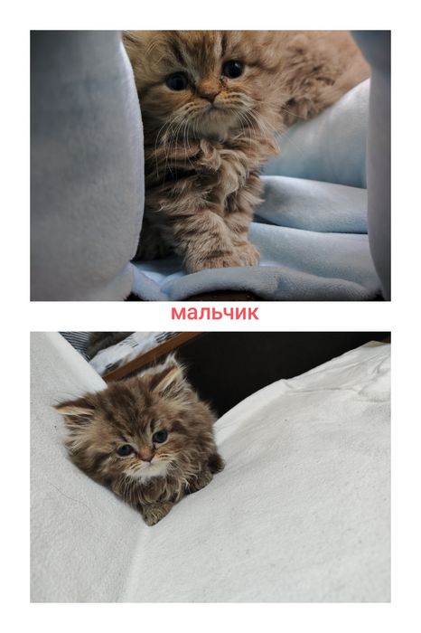 Британский+Шотландский котята (кошка)