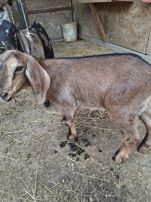 Vand  sau schimb o capra si o ieduța