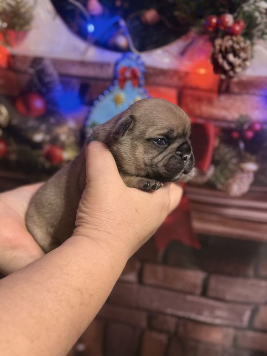 Шикарные девочки французкого бульдого