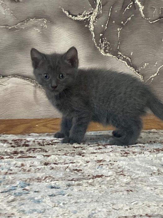 Отдам милых котиков