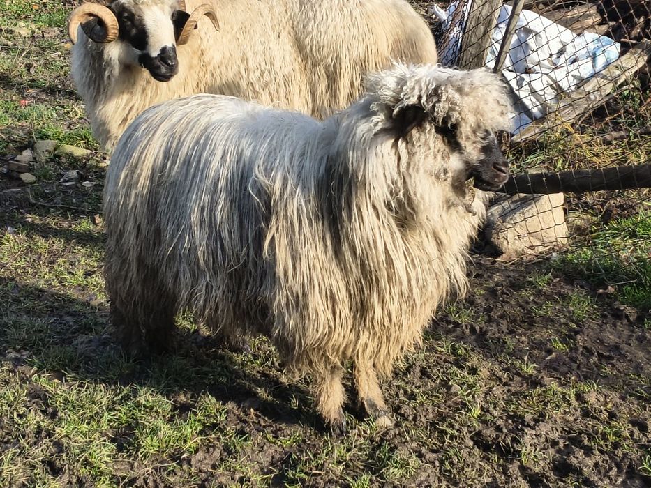 Oi și berbec de vânzare