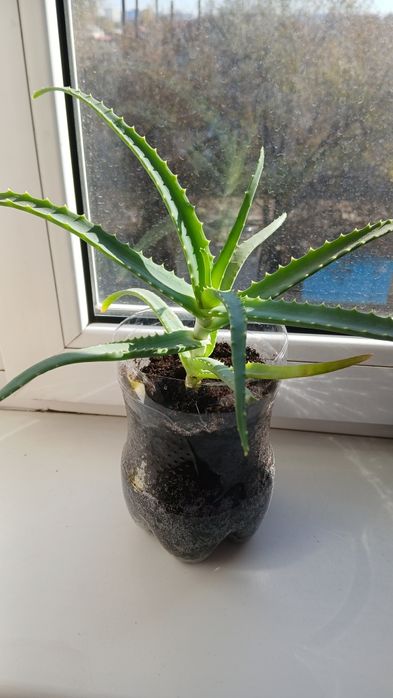 Комнатные растения.