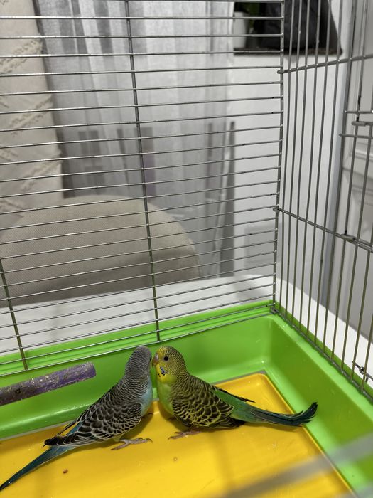 Срочно продам попугай вместе с клеткой