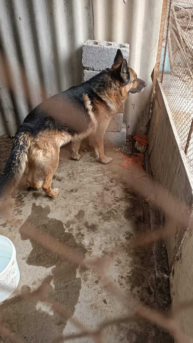 Бесплатно немецкая овчарка