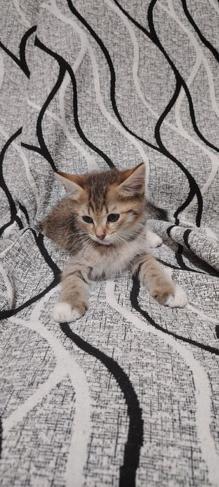 Отдам котят в хорошие руки