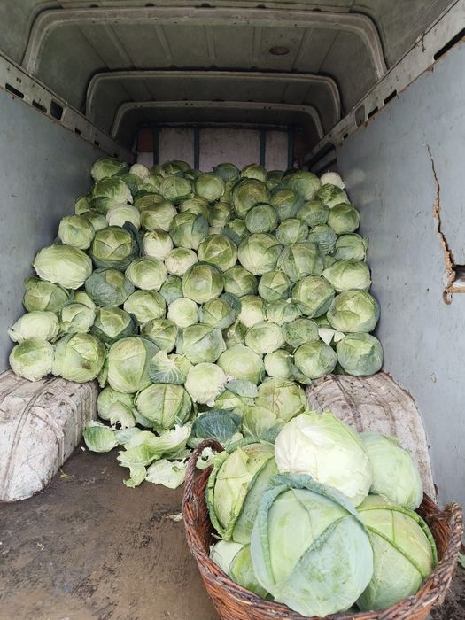Vând varza de Buzău – Numai  bună de pus la butoiI!