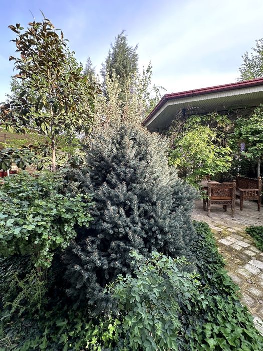 Голубой ель, изумрудный