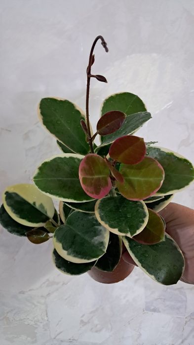 Цветы комнатные  .