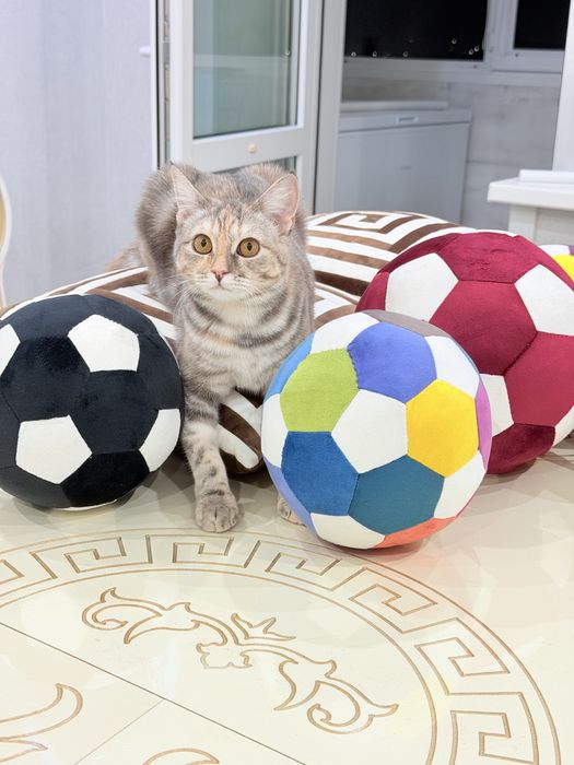 Отдам котенка ( девочка)