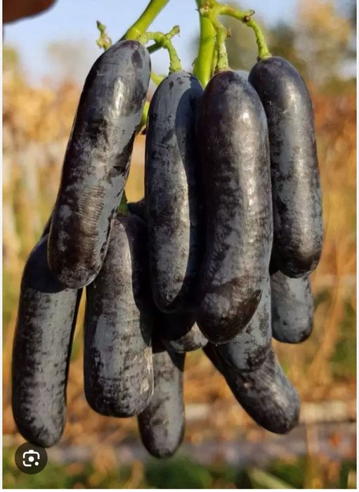 Parkentta avatar uzum novdasi sotiladi narhi 5 ming sum