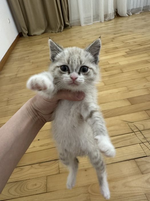 Отдам даром кота 2 месяца