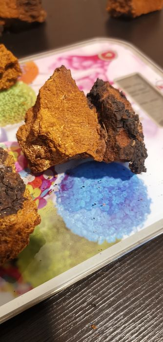 Chaga - Inonotus obliquus