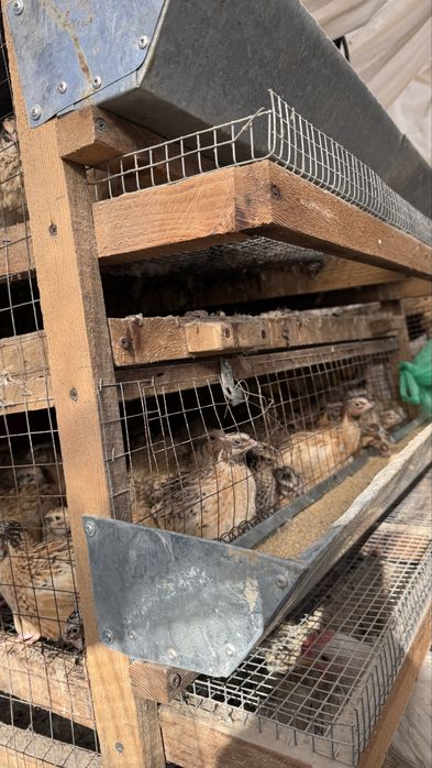 Перепелки Феникс