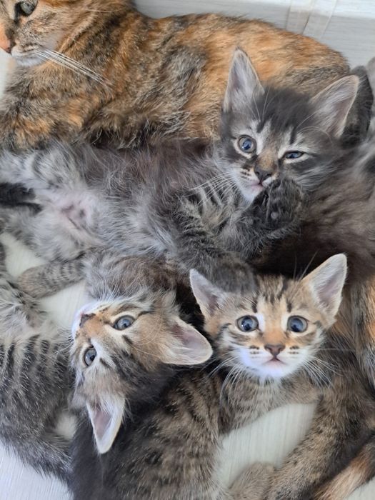 Котята кошки мысык